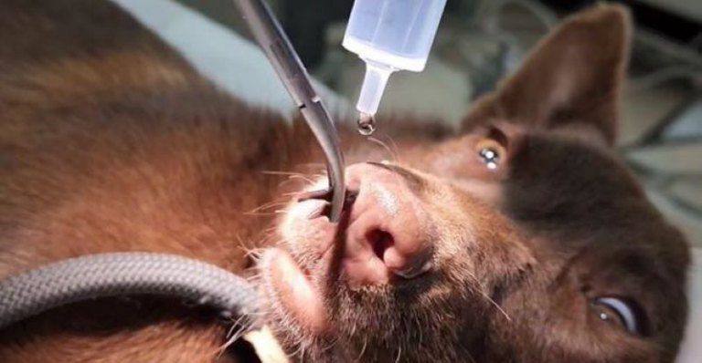 蛭寄生流浪犬鼻腔 動保所獸醫出這招迅速化解 蛭寄生流浪犬鼻腔 動保所獸醫出這招迅速化解