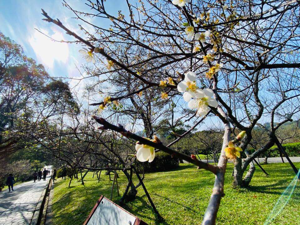 桃園春節走春必遊景點推薦 數據分析揭露最夯選擇 桃園春節走春必遊景點推薦 數據分析揭露最夯選擇