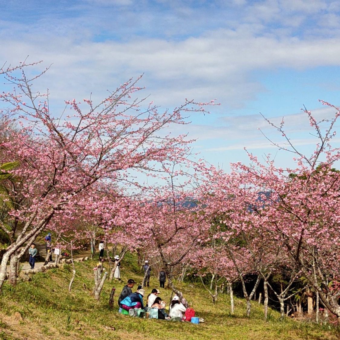 「茂」美如花 賞櫻趣 原鄉走春好好玩 「茂」美如花 賞櫻趣 原鄉走春好好玩