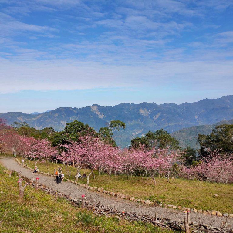 原鄉走春好去處 「茂」美如花賞櫻趣 原鄉走春好去處 「茂」美如花賞櫻趣