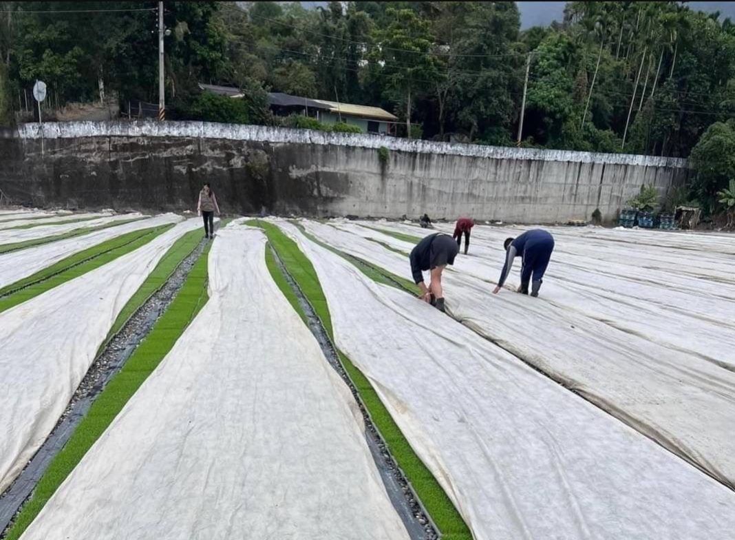 寒流來襲 花蓮縣政府請農友加強防寒措施及注意保暖 寒流來襲 花蓮縣政府請農友加強防寒措施及注意保暖