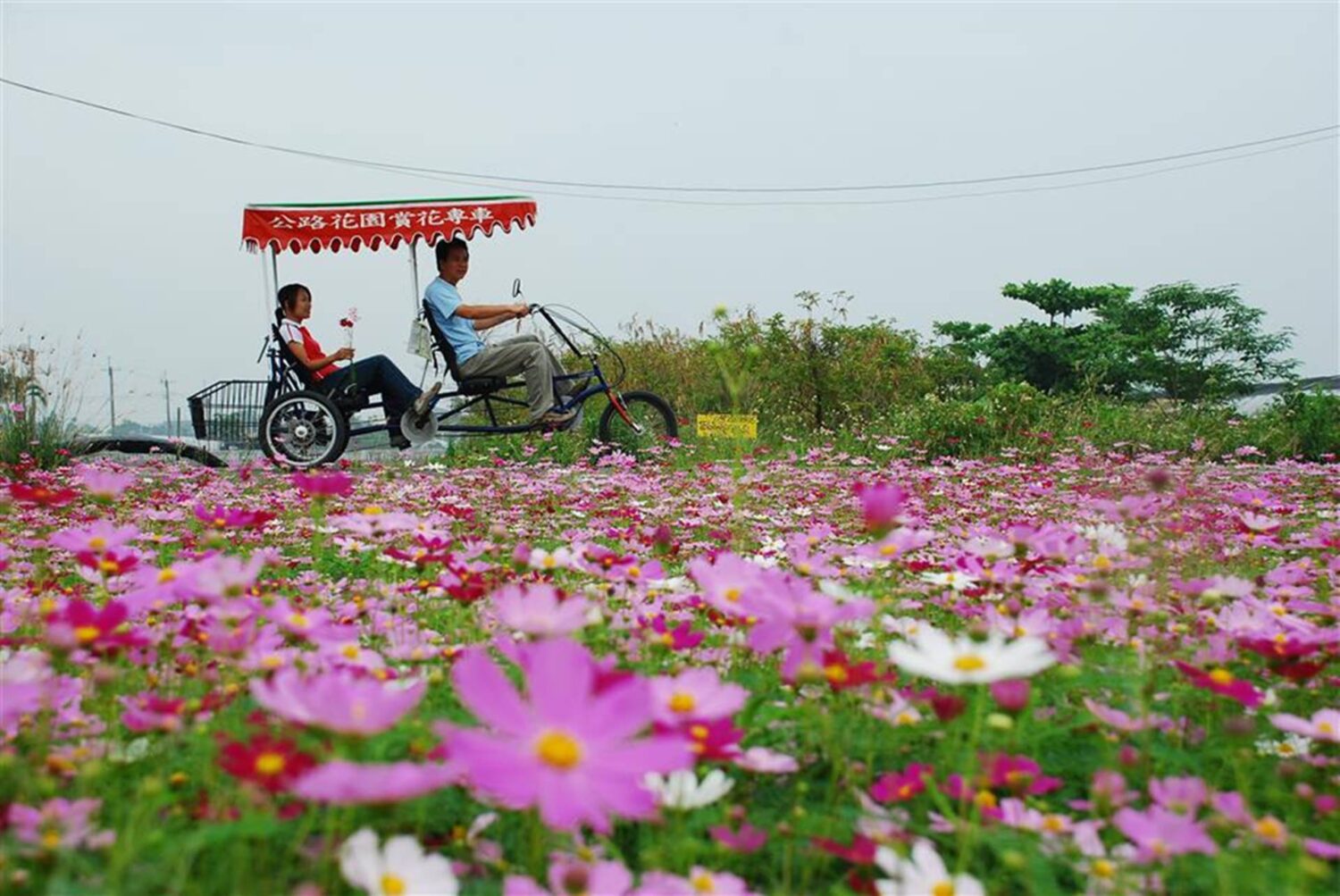 田尾園藝特定區停五停車場 春節試營運免費臨時停車 田尾園藝特定區停五停車場 春節試營運免費臨時停車
