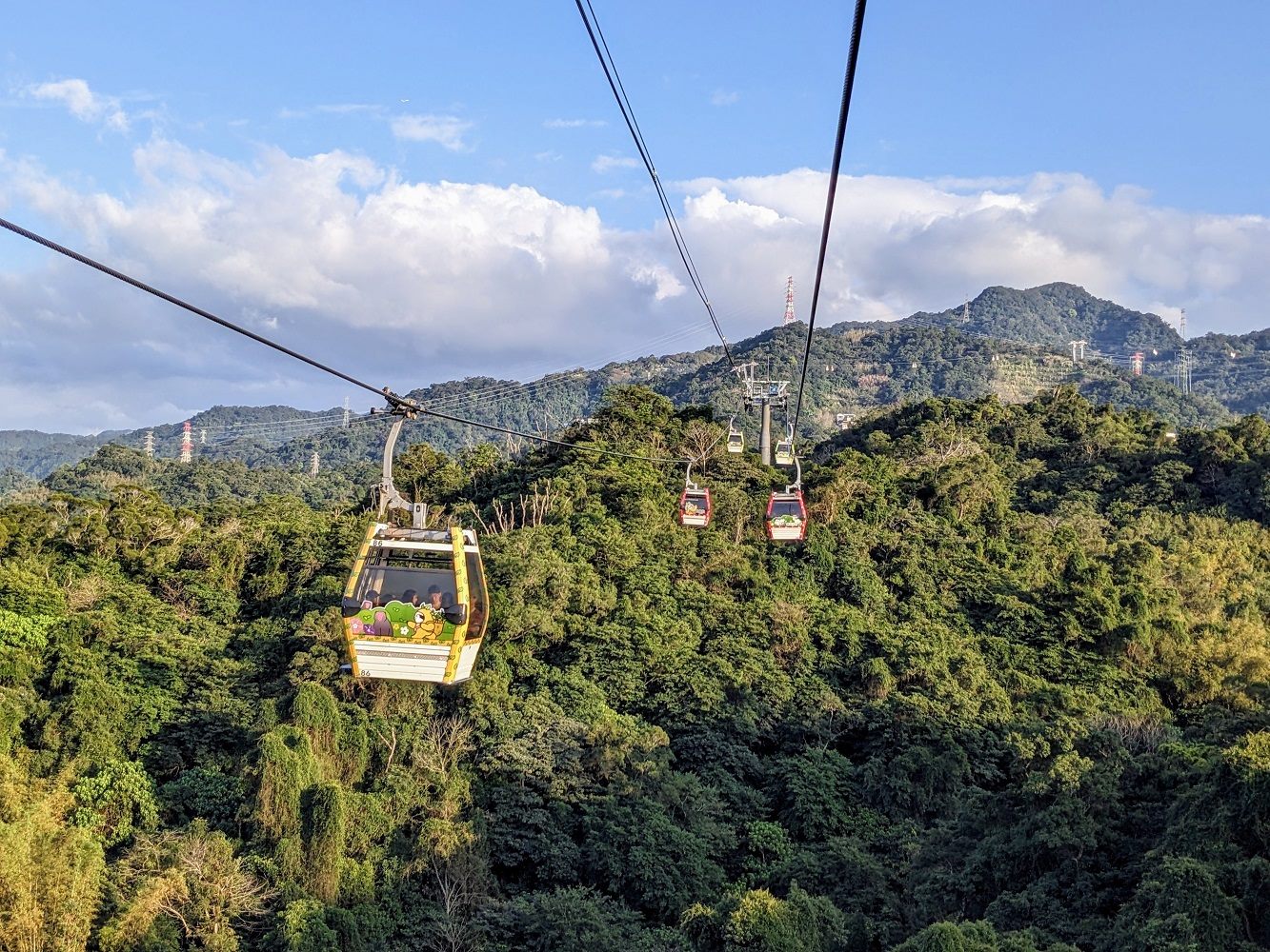 蛇年搭貓纜賞花！魯冰花進入盛花期