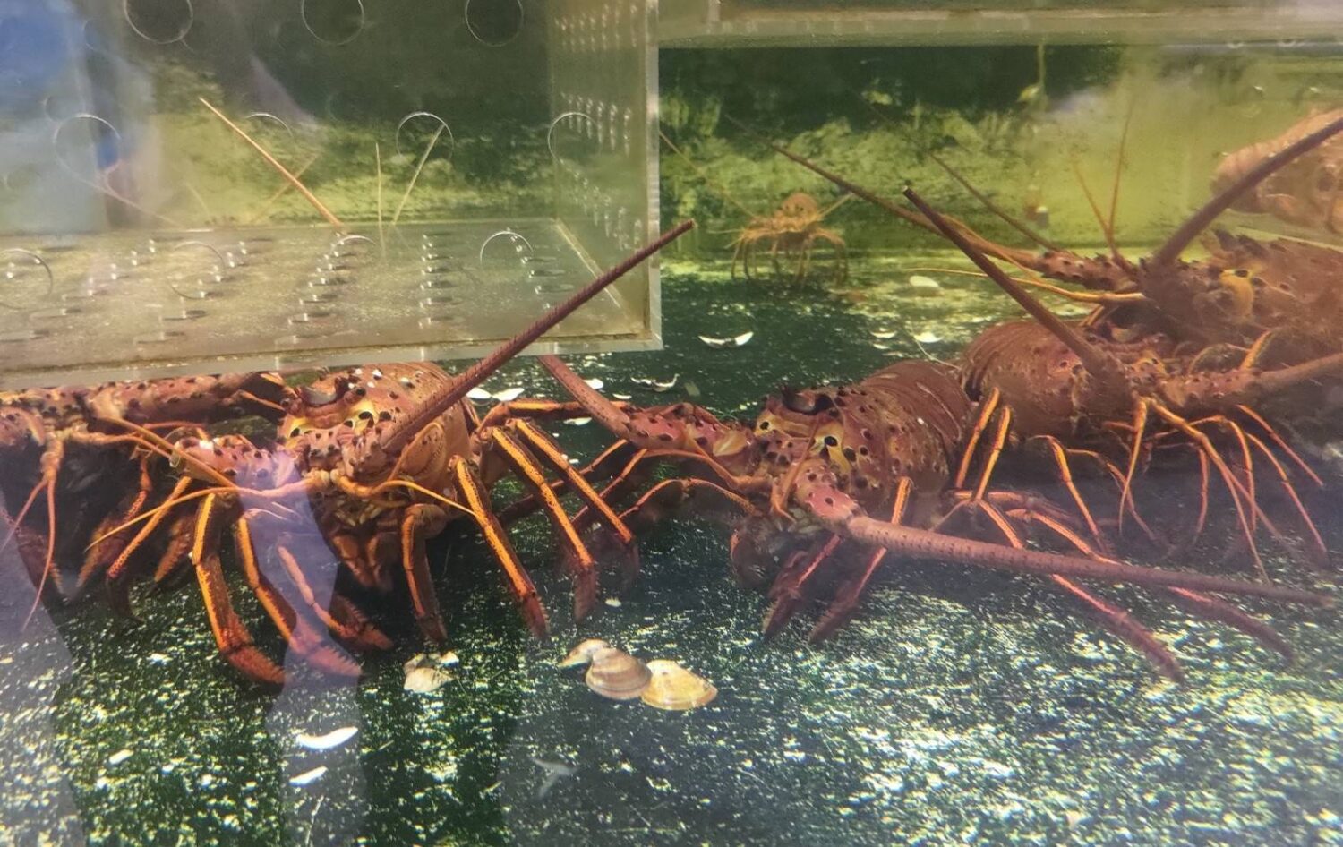 海鮮年菜盛行!海保署嚴守輸出入審查 守護海洋生態 海鮮年菜盛行!海保署嚴守輸出入審查 守護海洋生態