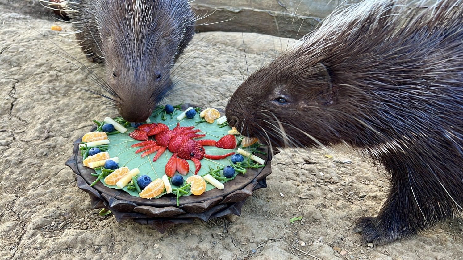 動物開心過新年 萬獸創意圍爐迎新春 壽山動物園加碼贈好禮 動物開心過新年 萬獸創意圍爐迎新春 壽山動物園加碼贈好禮