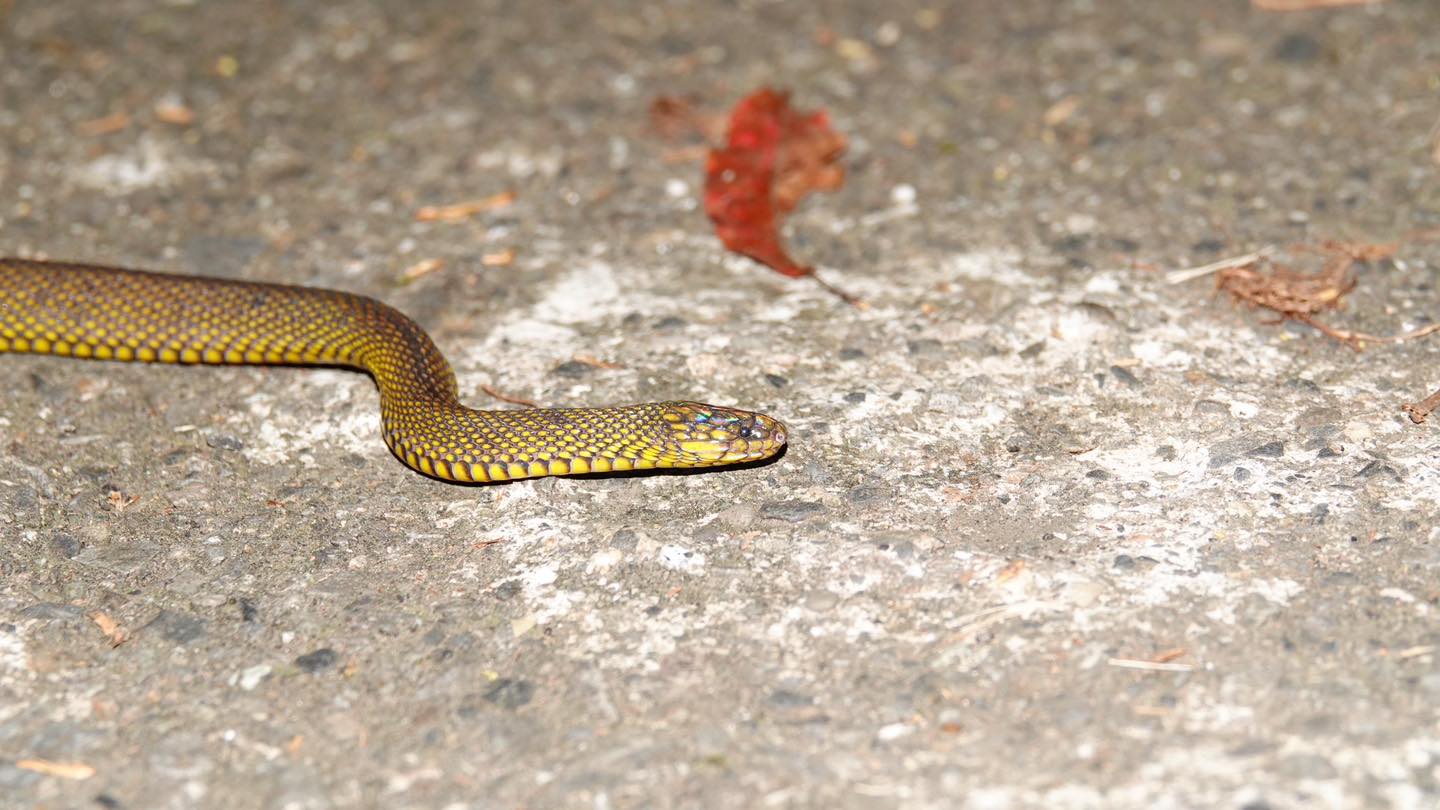蛇年到!玉管處分享園區5常見蛇類 盼民眾正確看待 蛇年到!玉管處分享園區5常見蛇類 盼民眾正確看待