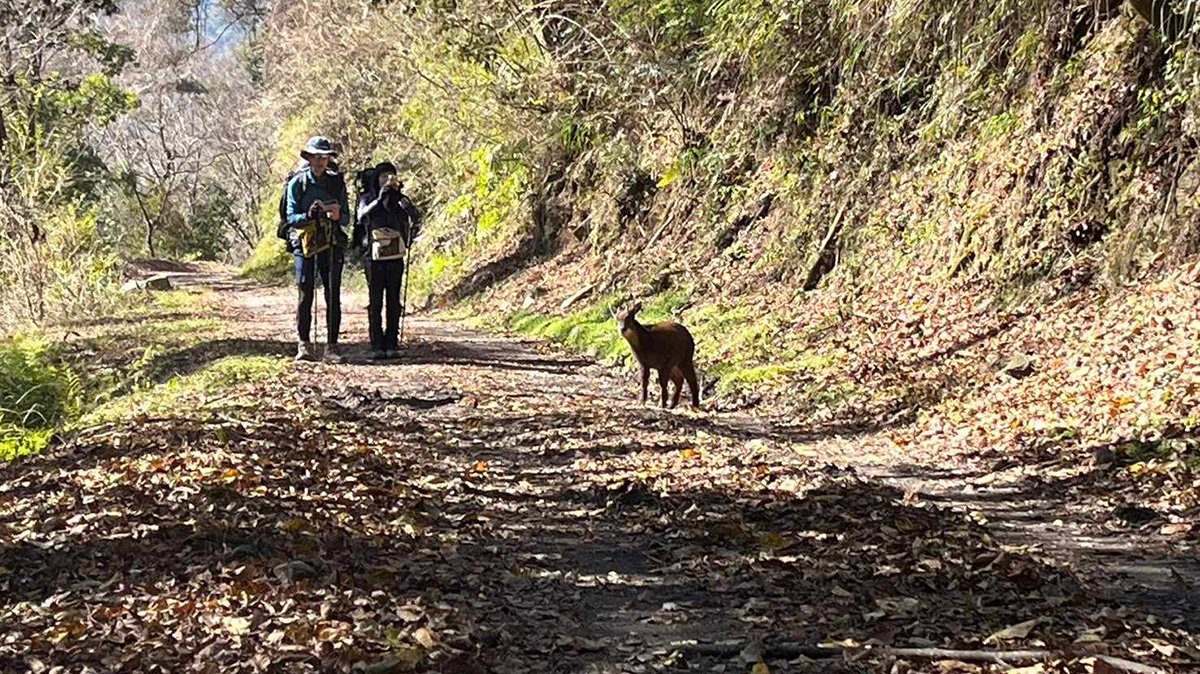 大鹿林道東線步道1月31日恢復自行車通行 遊客仍須注意低溫與路況 大鹿林道東線步道1月31日恢復自行車通行 遊客仍須注意低溫與路況