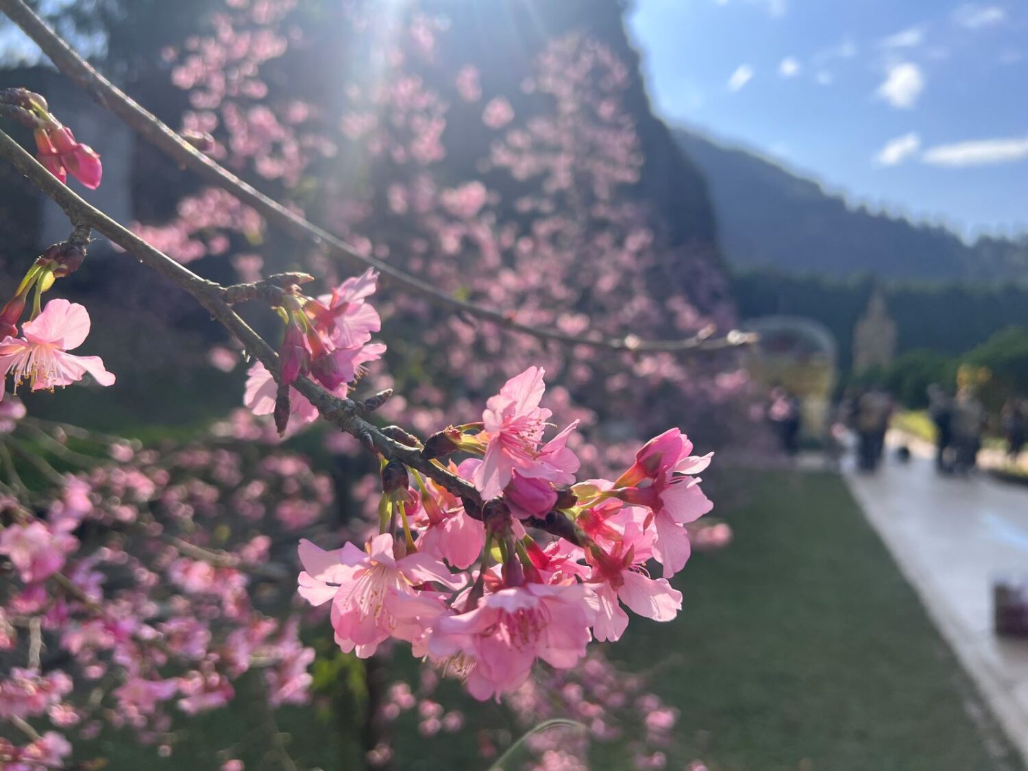 九族櫻花祭25週年 6千棵櫻花接力綻放! 九族櫻花祭25週年 6千棵櫻花接力綻放!