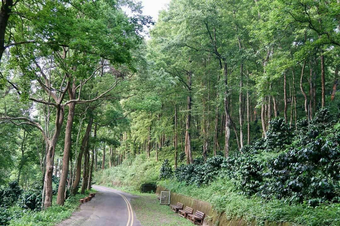 東勢「四角林咖啡莊園」夯 造就百萬隻螢火蟲生態共存 東勢「四角林咖啡莊園」夯 造就百萬隻螢火蟲生態共存