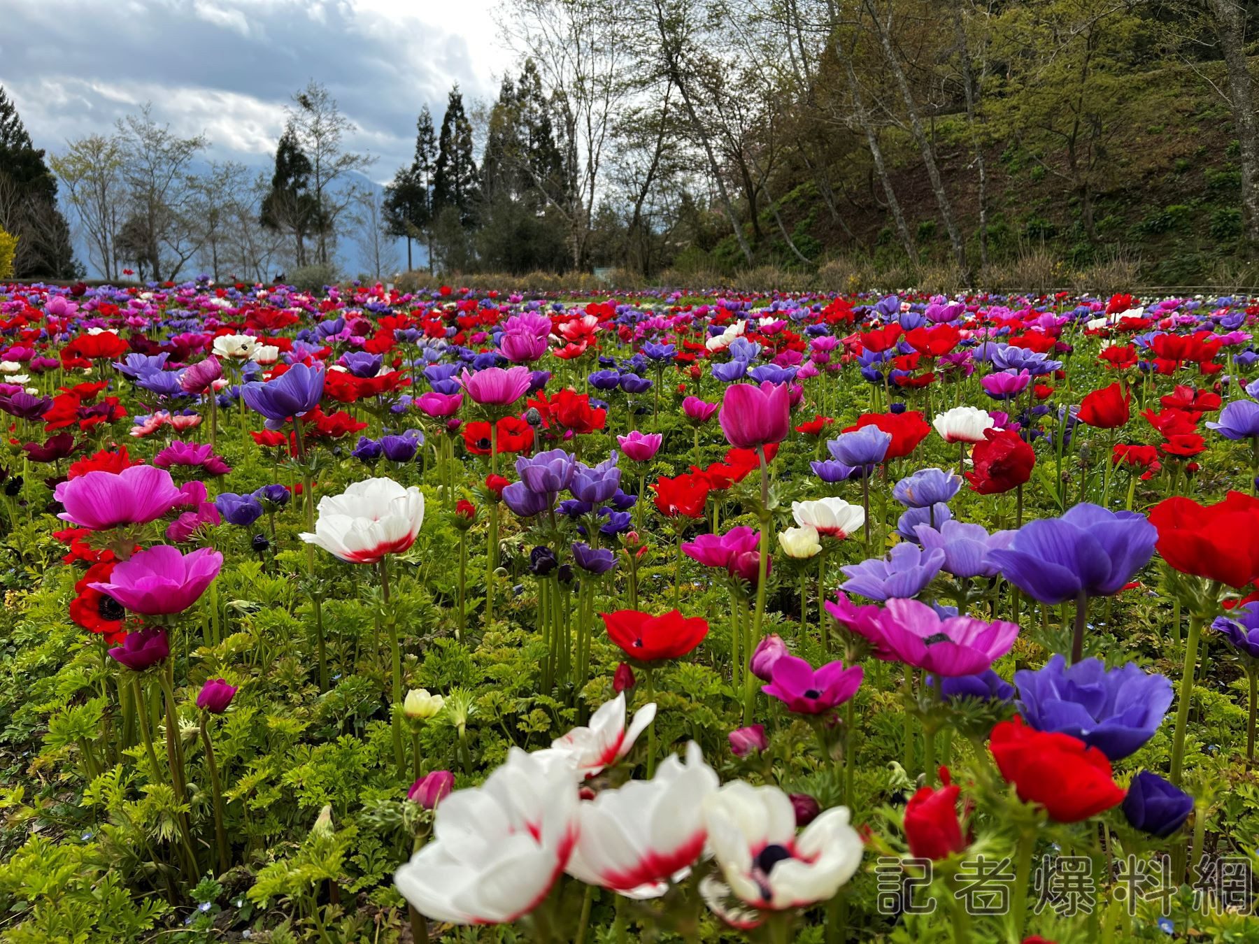 臺大山地實驗農場 2025春之饗宴 臺大山地實驗農場 2025春之饗宴