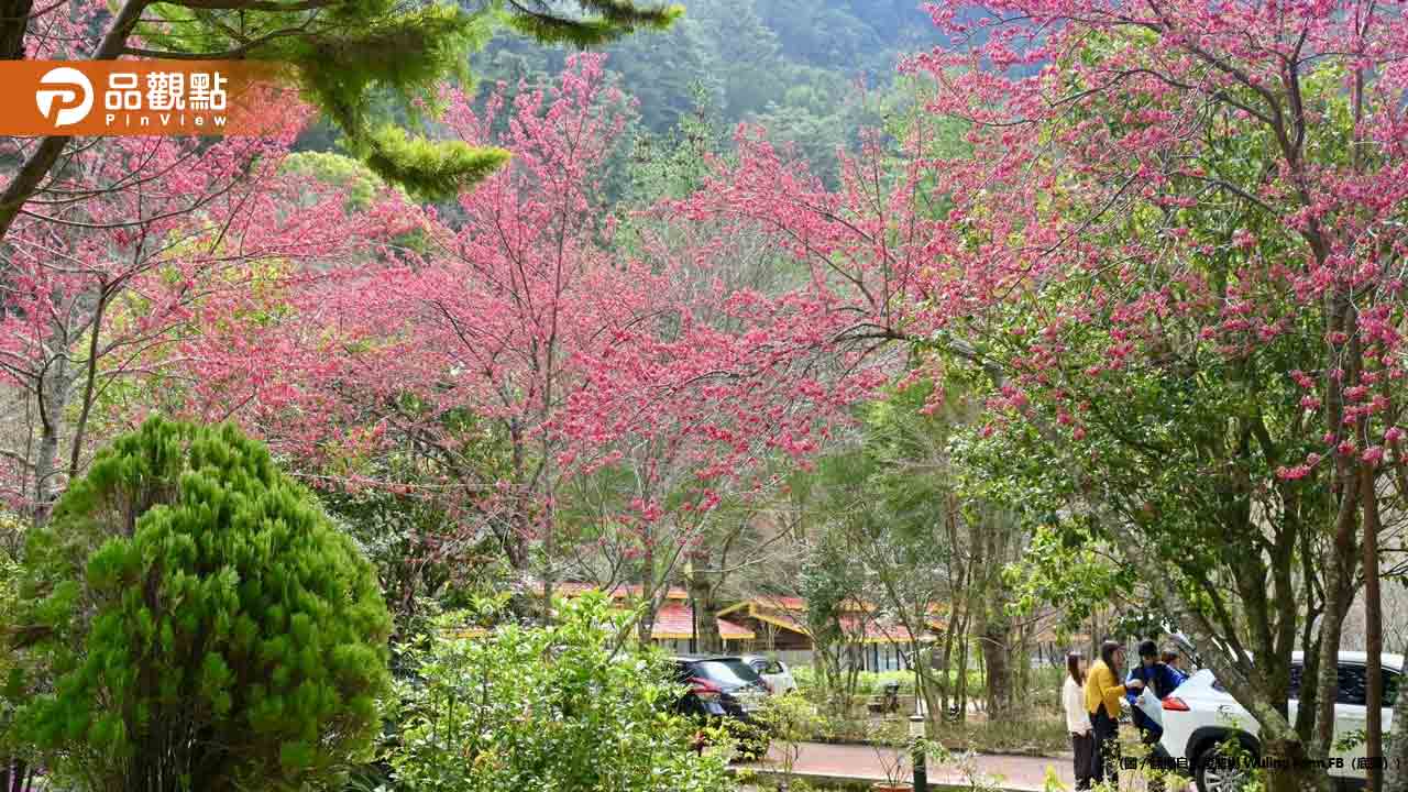 寒流襲台!武陵賞櫻專車緊急停開 2000多張車票全數退票 寒流襲台!武陵賞櫻專車緊急停開 2000多張車票全數退票