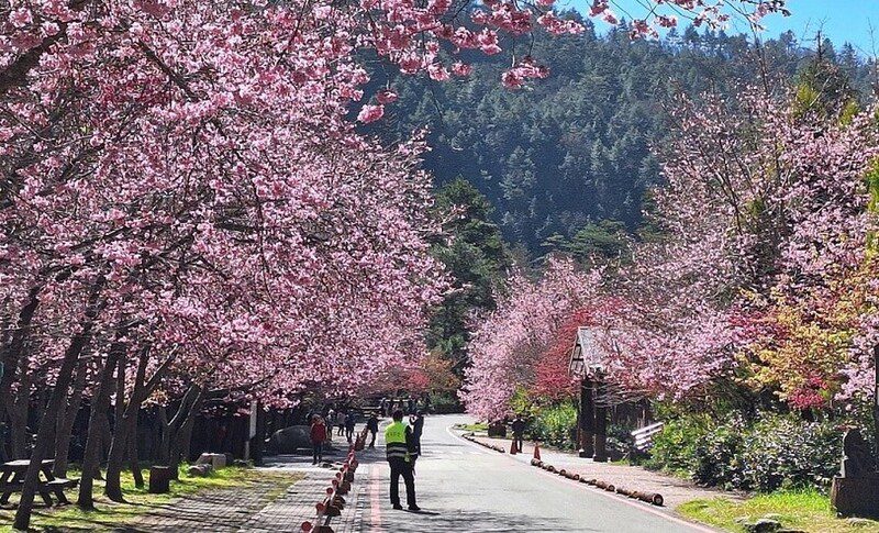 武陵櫻花夯!假藉登山名義申請車輛通行證 違規者停權3年 武陵櫻花夯!假藉登山名義申請車輛通行證 違規者停權3年