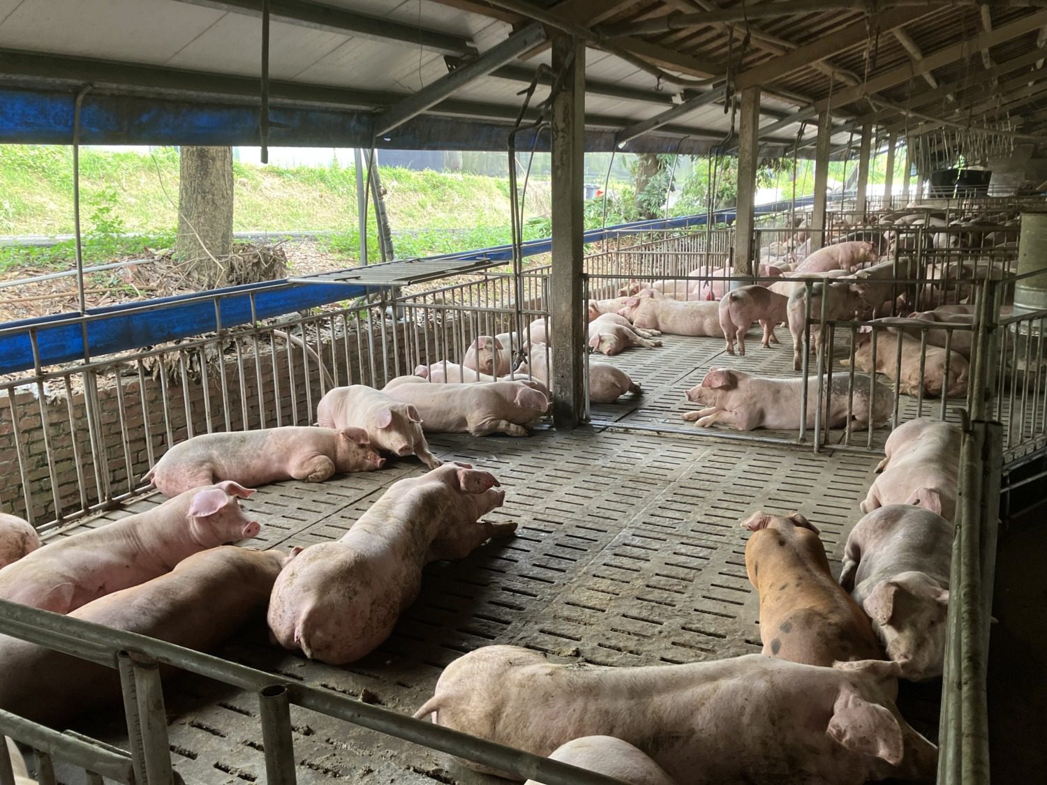 高市輔導養豬產業全面升級 百億基金助力創新 高市輔導養豬產業全面升級 百億基金助力創新