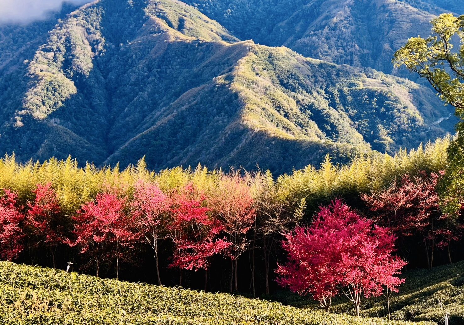 拉拉山新春櫻花茶會浪漫登場 音樂與茶香共譜春日饗宴 拉拉山新春櫻花茶會浪漫登場 音樂與茶香共譜春日饗宴