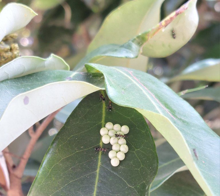 荔枝椿象蟲卵現蹤跡 農業局啟動百萬「天敵」來防治 荔枝椿象蟲卵現蹤跡 農業局啟動百萬「天敵」來防治