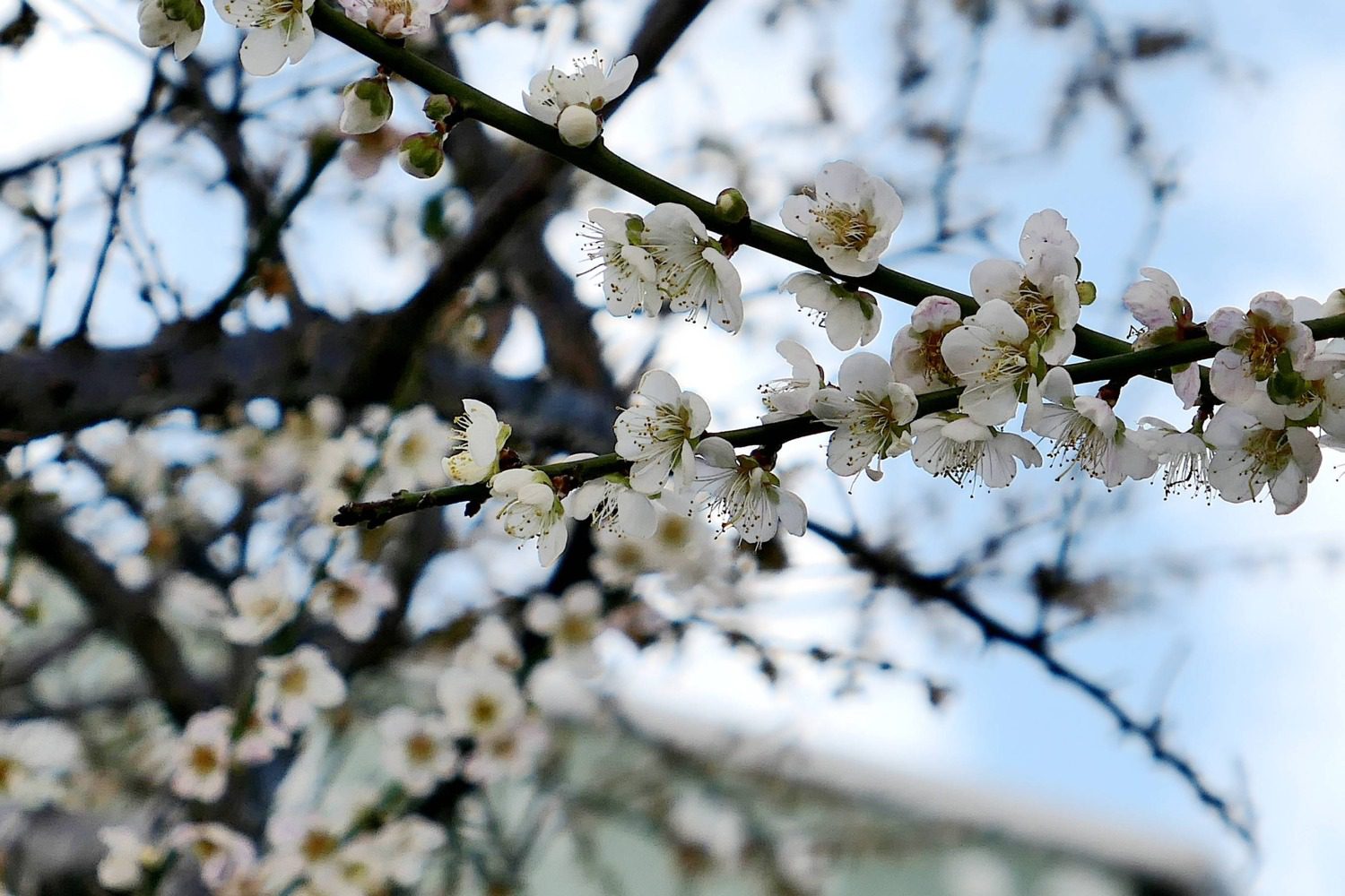 台中市區驚現梅景盛開夯  梅川人行及景觀優化成功 台中市區驚現梅景盛開夯  梅川人行及景觀優化成功