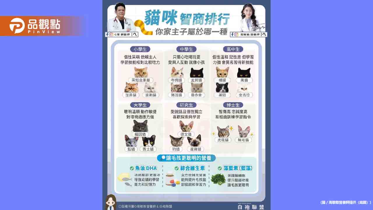 貓咪智商排行榜 你家主子屬於哪一級?
