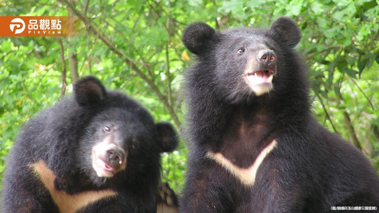 玉山國家公園黑熊出沒！專家提醒「應對5要點」