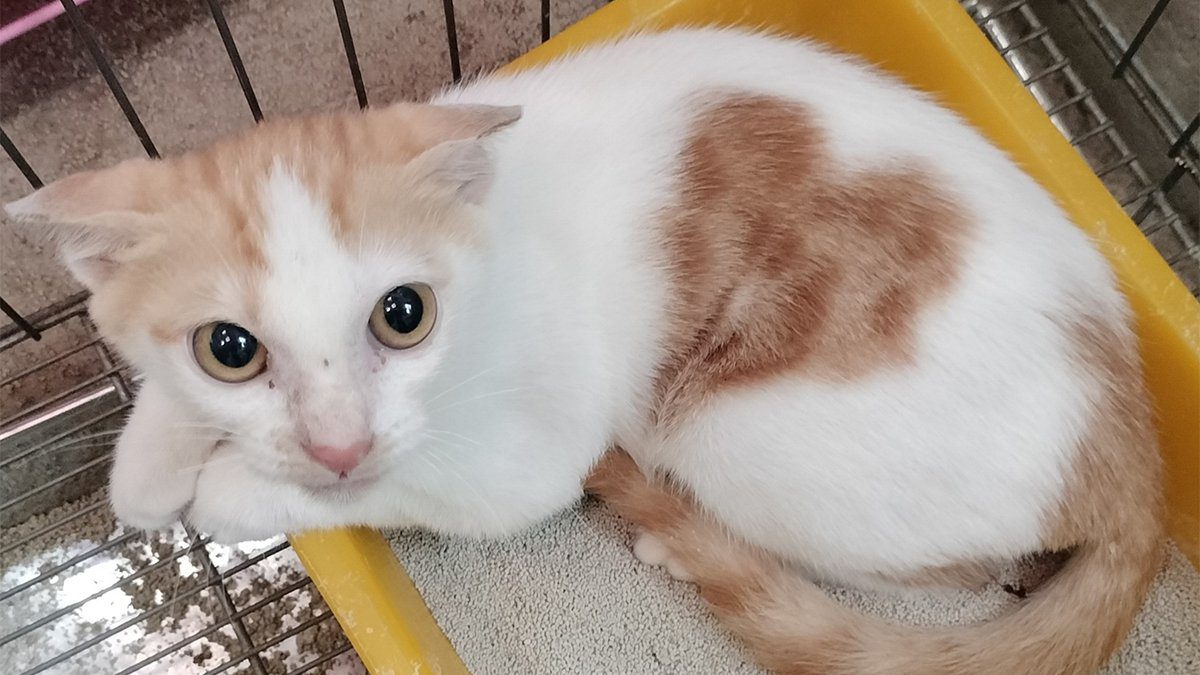 情人節愛不只在人間 「愛心貓」獲新家 流浪動物關懷受關注 情人節愛不只在人間 「愛心貓」獲新家 流浪動物關懷受關注