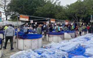 錦鯉十四品種御三家博覽會 來觀色2月15、16 來賞全錦鯉又賞燈 錦鯉十四品種御三家博覽會 來觀色2月15、16 來賞全錦鯉又賞燈