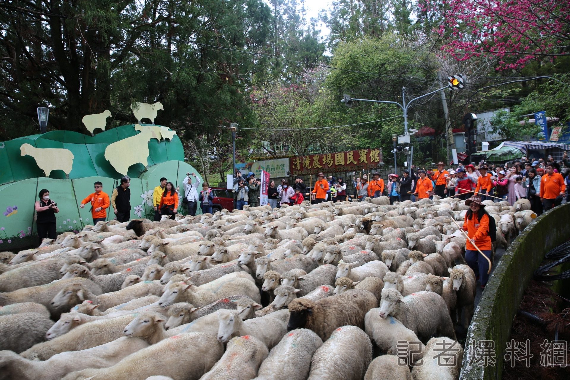 清境奔羊情人節 綿羊大軍台14甲重磅奔跑 清境奔羊情人節 綿羊大軍台14甲重磅奔跑