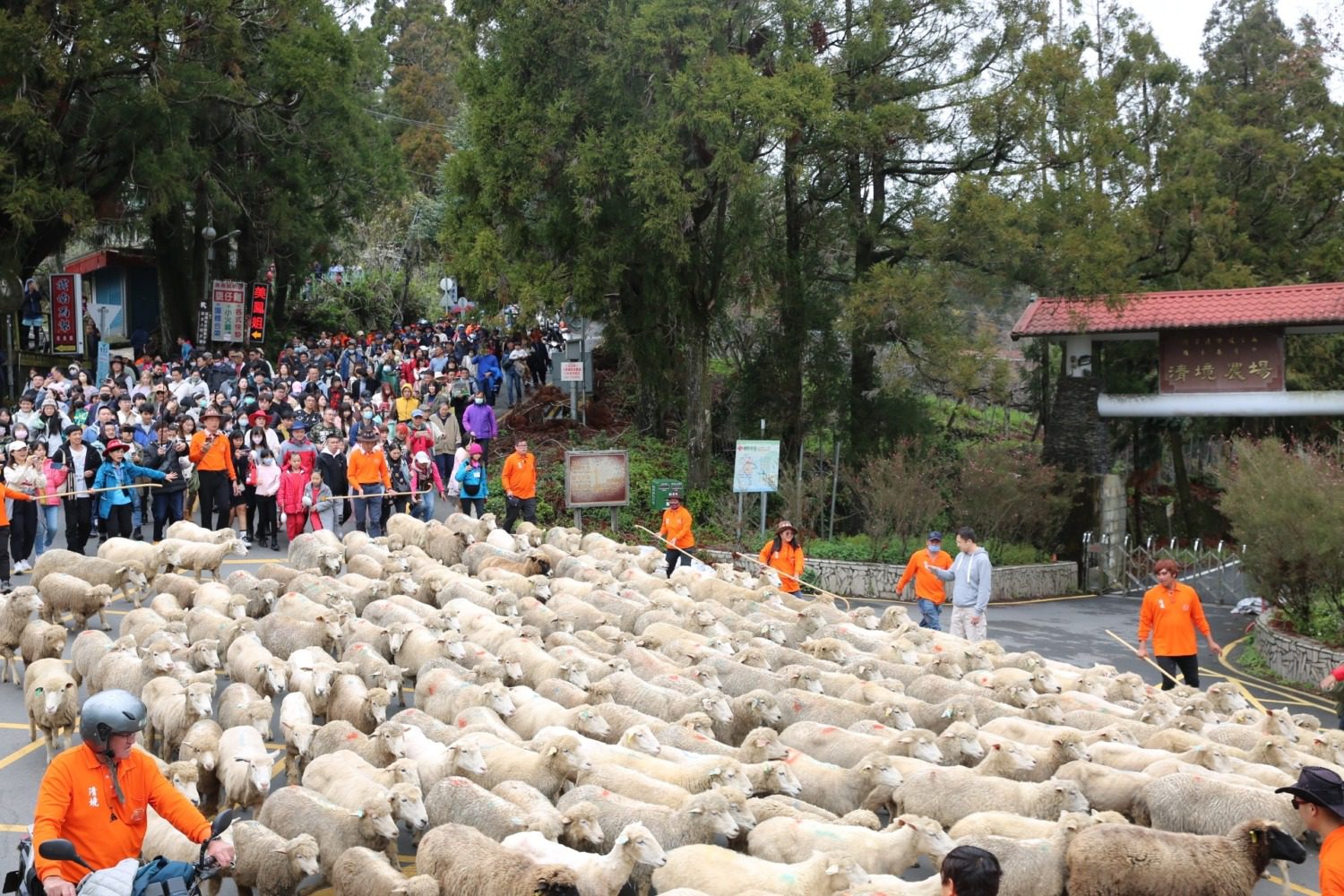 114對綿羊台14甲浪漫奔跑 清境奔羊情人節 114對綿羊台14甲浪漫奔跑 清境奔羊情人節