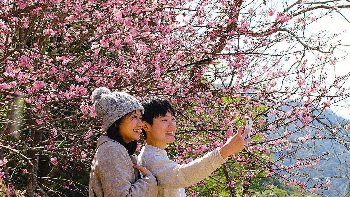 台灣春日最強花季攻略!新社櫻花、士林鬱金香等你打卡 台灣春日最強花季攻略!新社櫻花、士林鬱金香等你打卡