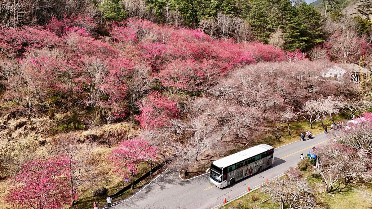 武陵農場桃花莊櫻花綻放 紅粉佳人即將迎來最美時刻 武陵農場桃花莊櫻花綻放 紅粉佳人即將迎來最美時刻