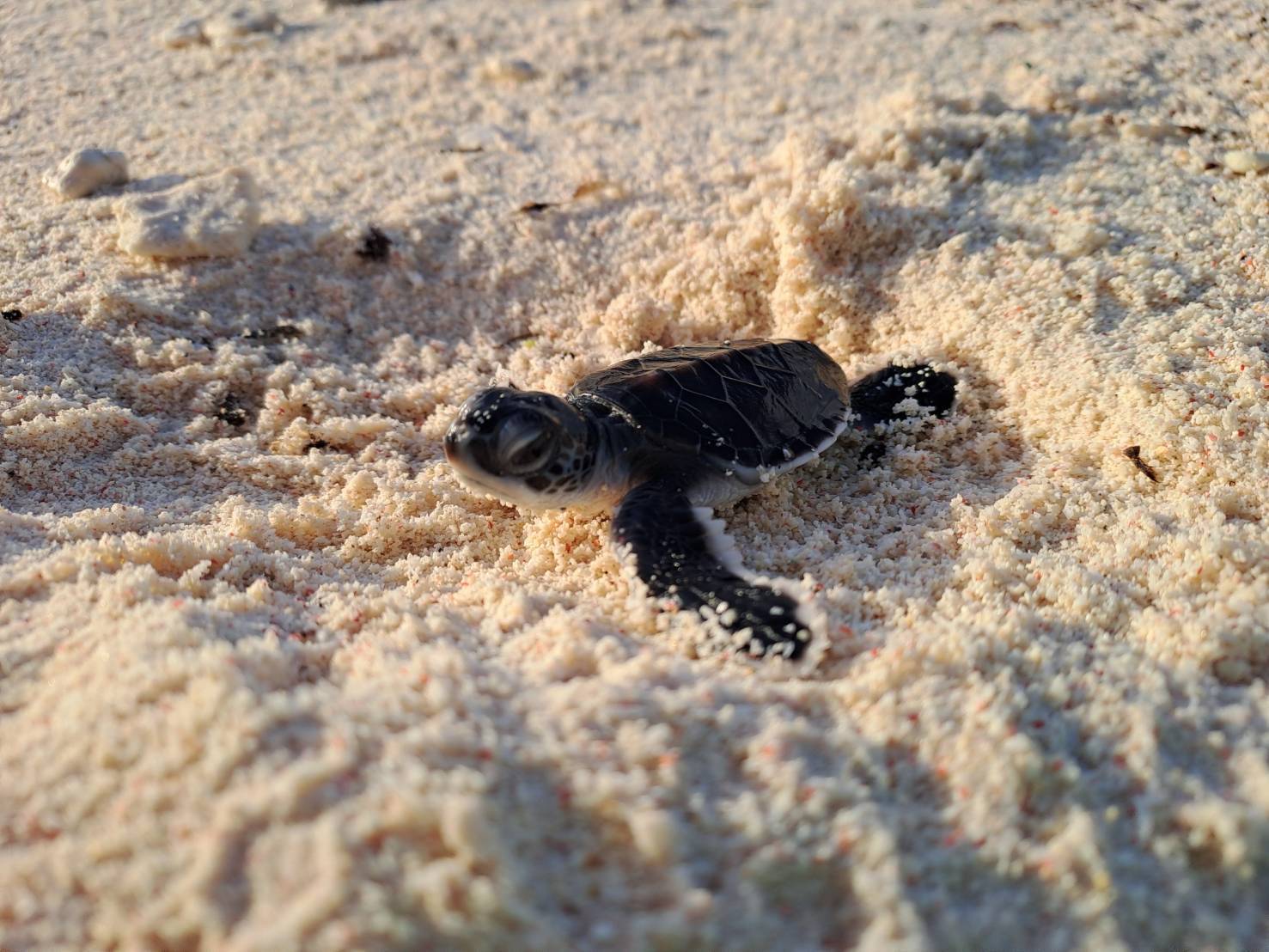 南沙太平島成小海龜寶寶出生熱點! 綠蠵龜卵窩數再創新紀錄 南沙太平島成小海龜寶寶出生熱點! 綠蠵龜卵窩數再創新紀錄