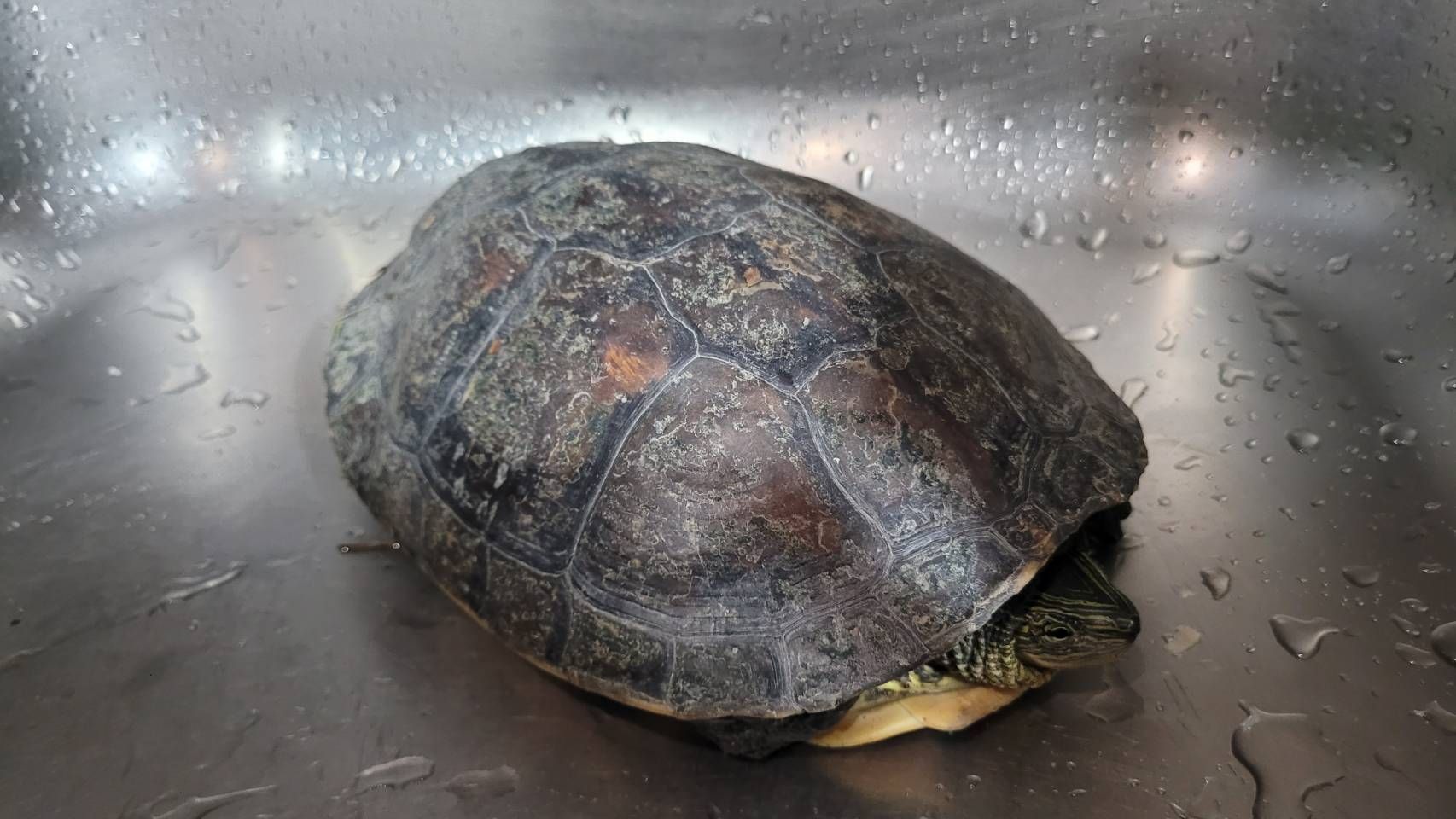 警員夜巡路中遇班龜拾起護交安 暖心媒合親水公園助其平安「龜」 警員夜巡路中遇班龜拾起護交安 暖心媒合親水公園助其平安「龜」