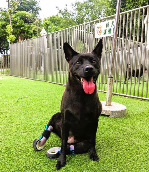 全國動物收容管制業務評鑑 竹縣動保所榮獲雙獎肯定 全國動物收容管制業務評鑑 竹縣動保所榮獲雙獎肯定