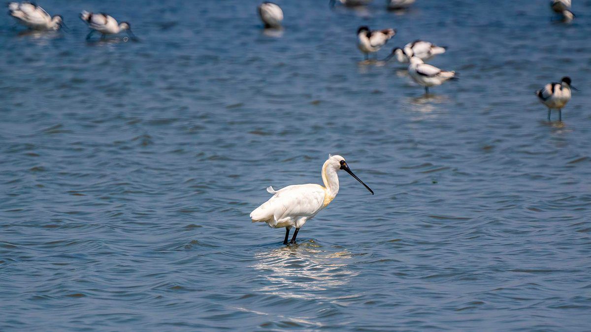 冬日臺南濱海生態遊 黑面琵鷺齊聚 賞鳥曬鹽一次滿足