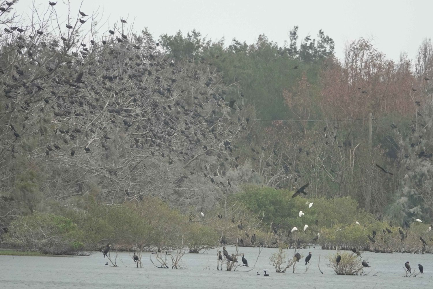 感受鸕鷀大軍的震撼 近距離發現鸕鷀的小秘密 感受鸕鷀大軍的震撼 近距離發現鸕鷀的小秘密