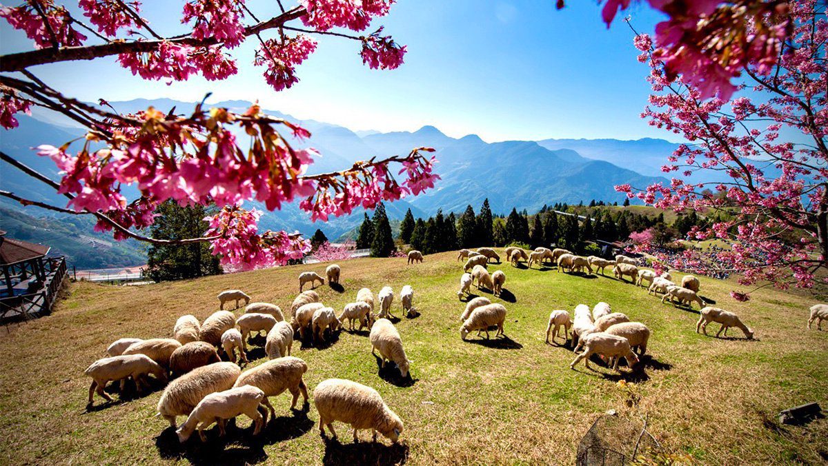 粉紅大軍來襲!清境農場櫻花盛開迎春 粉紅大軍來襲!清境農場櫻花盛開迎春