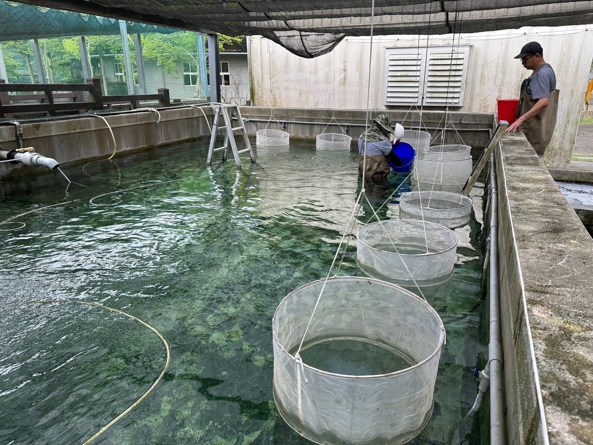 花蓮縣水產培育所提供優質在地魚苗來源 3月1日起開放申請114年度魚苗配售 花蓮縣水產培育所提供優質在地魚苗來源 3月1日起開放申請114年度魚苗配售