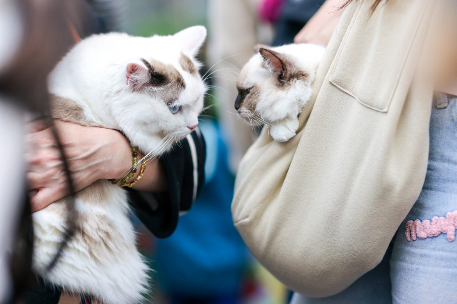 神農市集寵物經濟 萌寵認養、變裝、教育「蛇」麼都有 神農市集寵物經濟 萌寵認養、變裝、教育「蛇」麼都有