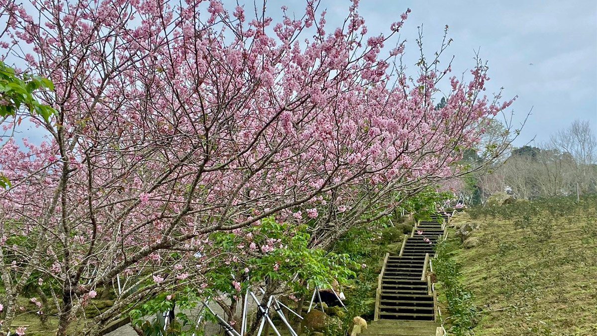 臺大茶園櫻花季浪漫登場 「東方小瑞士」粉紅盛宴迎賓