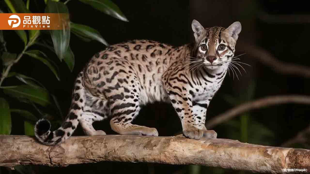 小石虎闖苗栗黑木耳農莊!失溫脫臼奄奄一息 緊急搶救 小石虎闖苗栗黑木耳農莊!失溫脫臼奄奄一息 緊急搶救