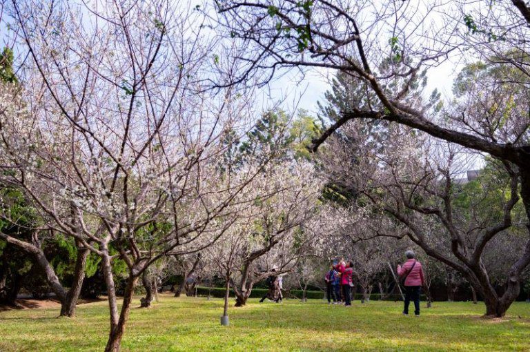 清華大學啟動梅園新生計畫 搶救60年古梅 清華大學啟動梅園新生計畫 搶救60年古梅