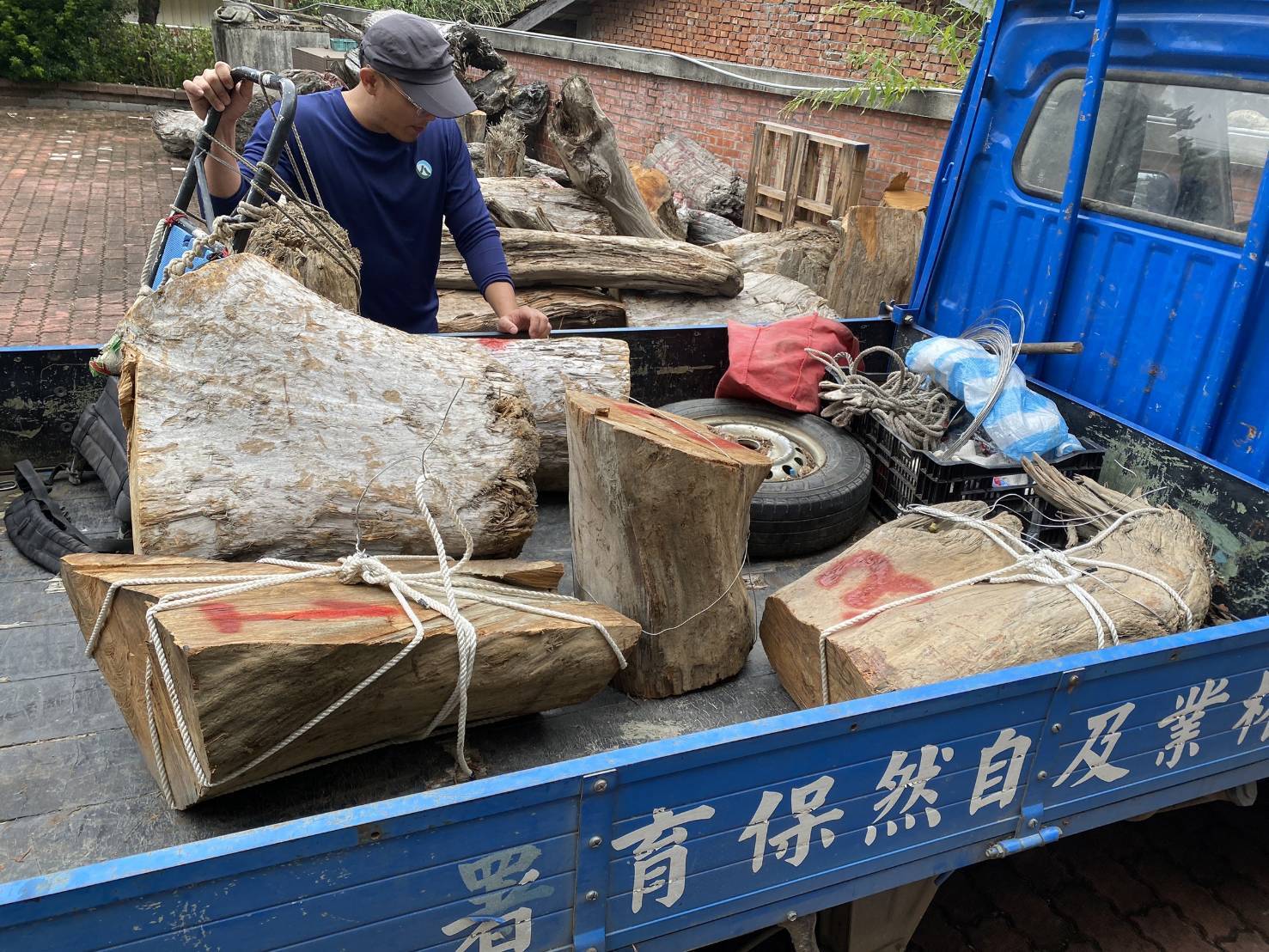 盜伐珍貴肖楠木  信義警查獲2嫌送辦