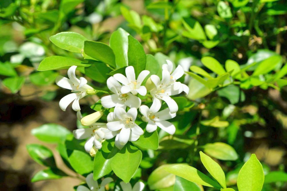 金蛇送苗、福蛇獻瑞 林保署新竹分署六地點3/6贈苗4種苗木共2千株邀您捐發票作公益 金蛇送苗、福蛇獻瑞 林保署新竹分署六地點3/6贈苗4種苗木共2千株邀您捐發票作公益