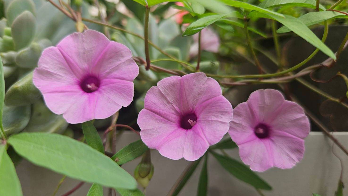 十年堅持復育槭葉小牽牛花——潘樵守護台灣生態奇蹟