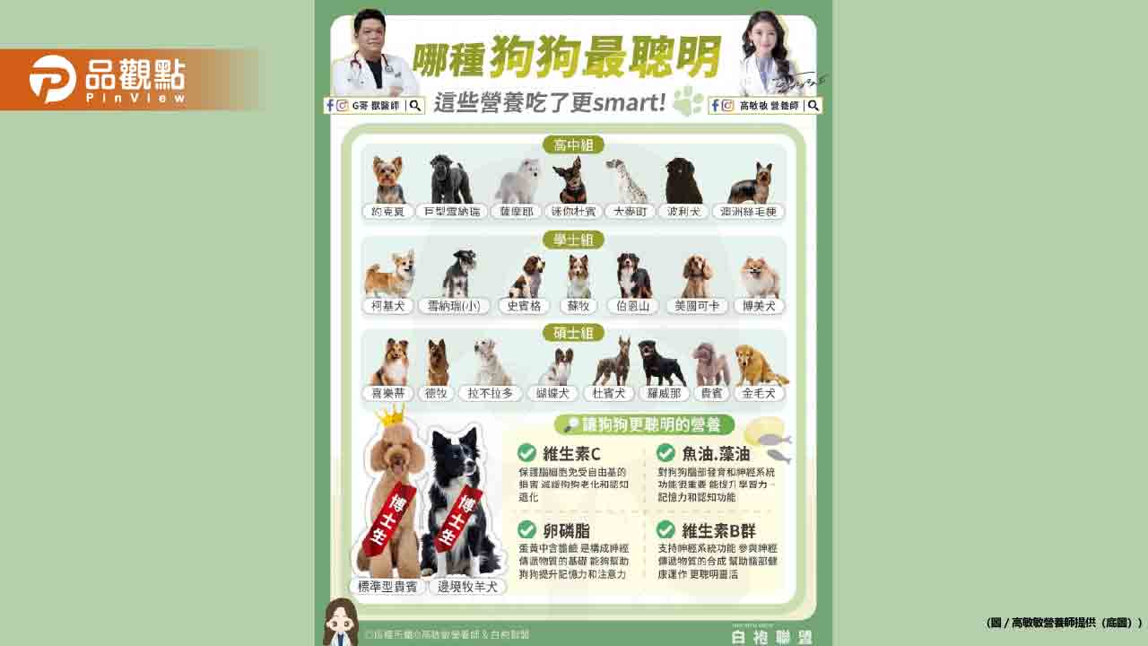 今天我們就一起來探索狗狗智商排行 看看你的毛孩子位於哪個「學術殿堂」 今天我們就一起來探索狗狗智商排行 看看你的毛孩子位於哪個「學術殿堂」