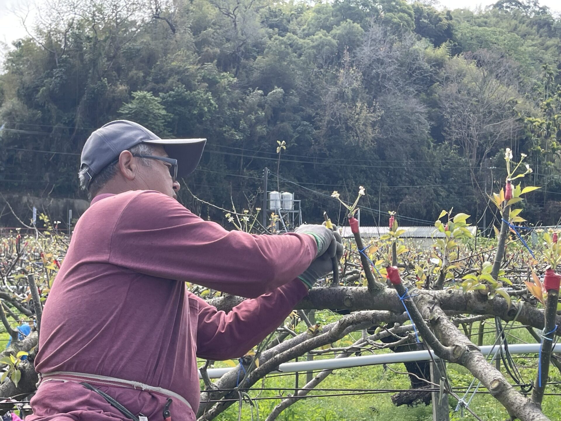 中市高接梨穗災損  3月17日前可申請現金救助 中市高接梨穗災損  3月17日前可申請現金救助