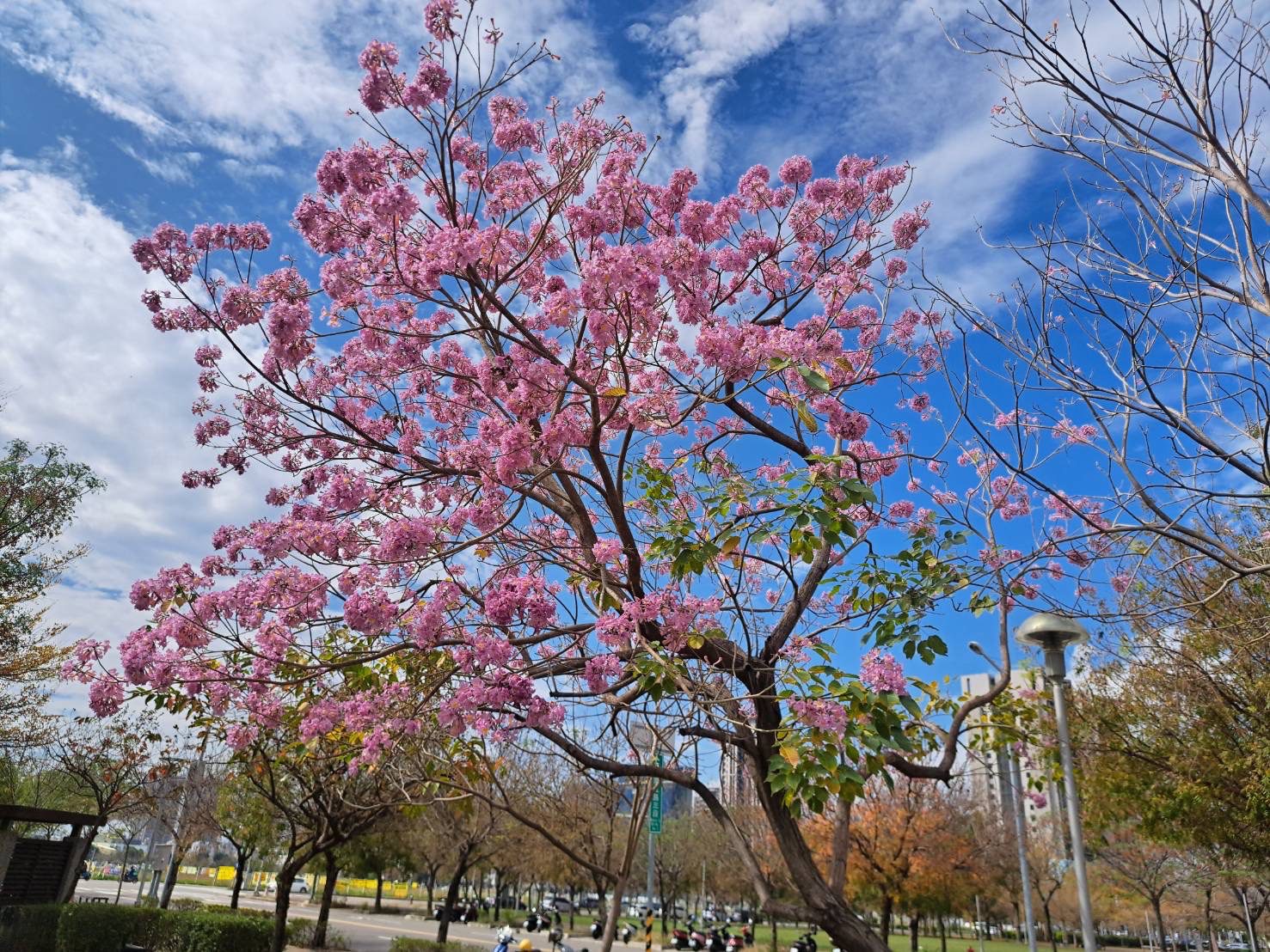 金黃及粉紅花海  台中風鈴木美炸 金黃及粉紅花海  台中風鈴木美炸
