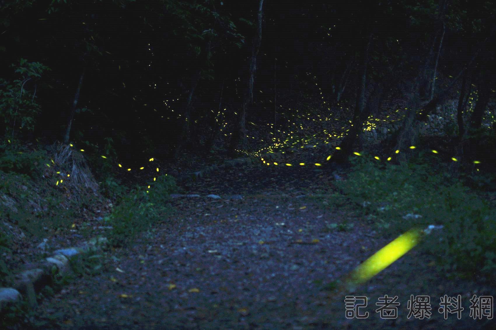 奧萬大夜間派對 與螢火蟲開趴共舞! 奧萬大夜間派對 與螢火蟲開趴共舞!