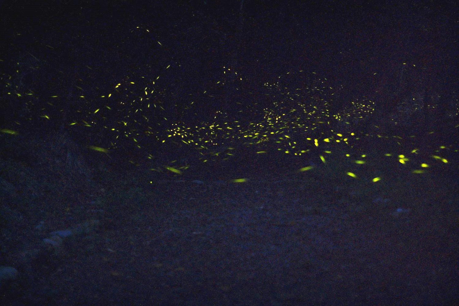 螢火蟲開趴啦!奧萬大夜間派對等你來狂歡 螢火蟲開趴啦!奧萬大夜間派對等你來狂歡