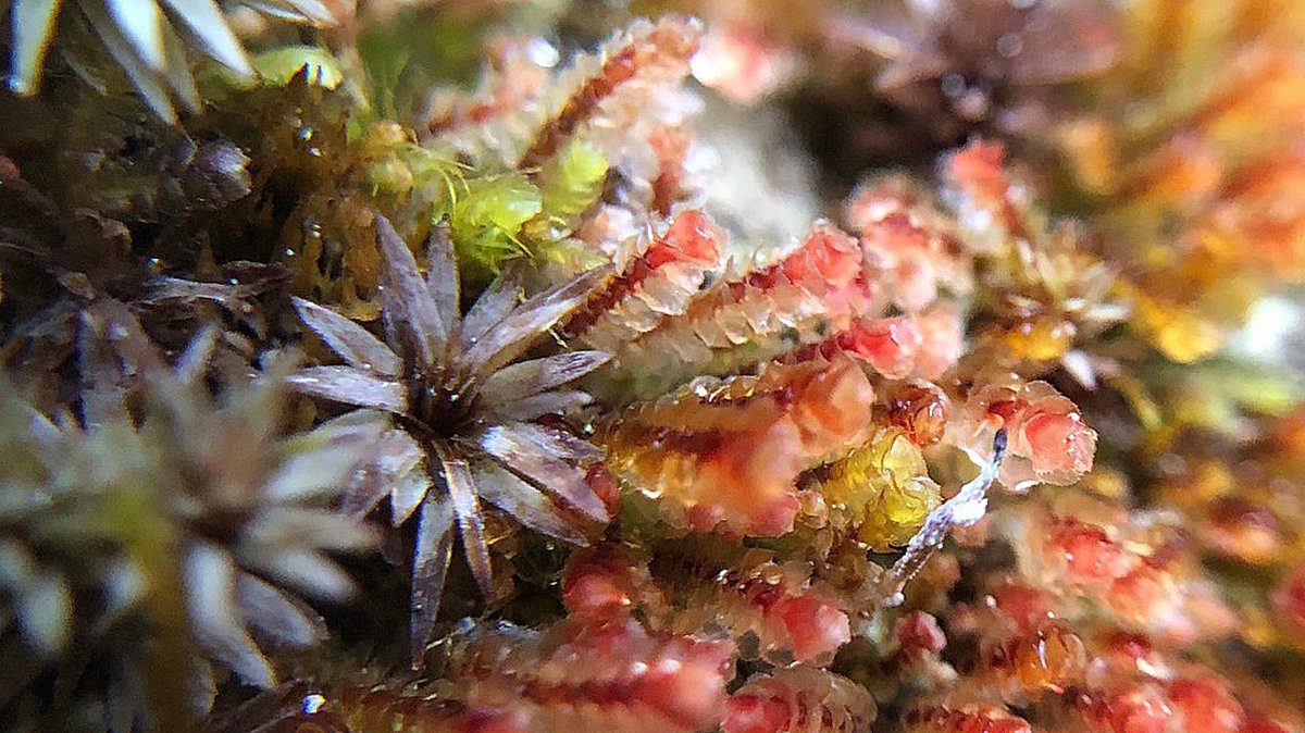 觀霧國家森林遊樂區檜山巨木群步道 探索雲霧中的紅檜秘境 觀霧國家森林遊樂區檜山巨木群步道 探索雲霧中的紅檜秘境