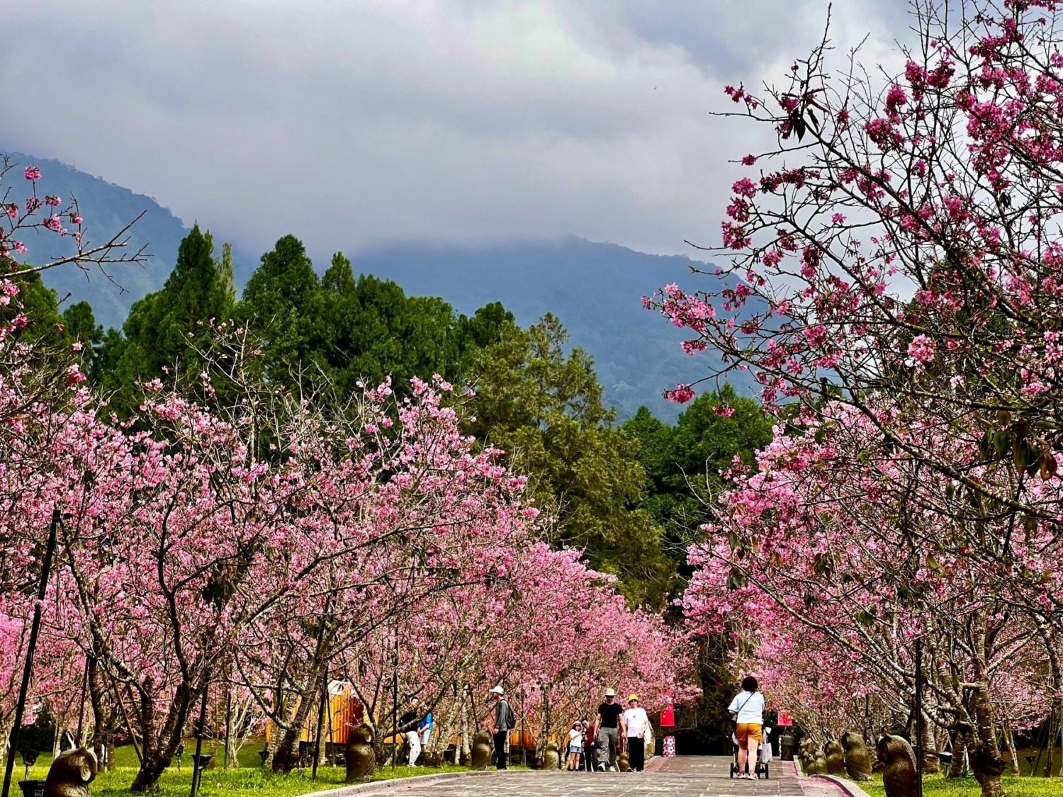 最美櫻花纜車站 九族櫻花祭富士櫻滿開 最美櫻花纜車站 九族櫻花祭富士櫻滿開