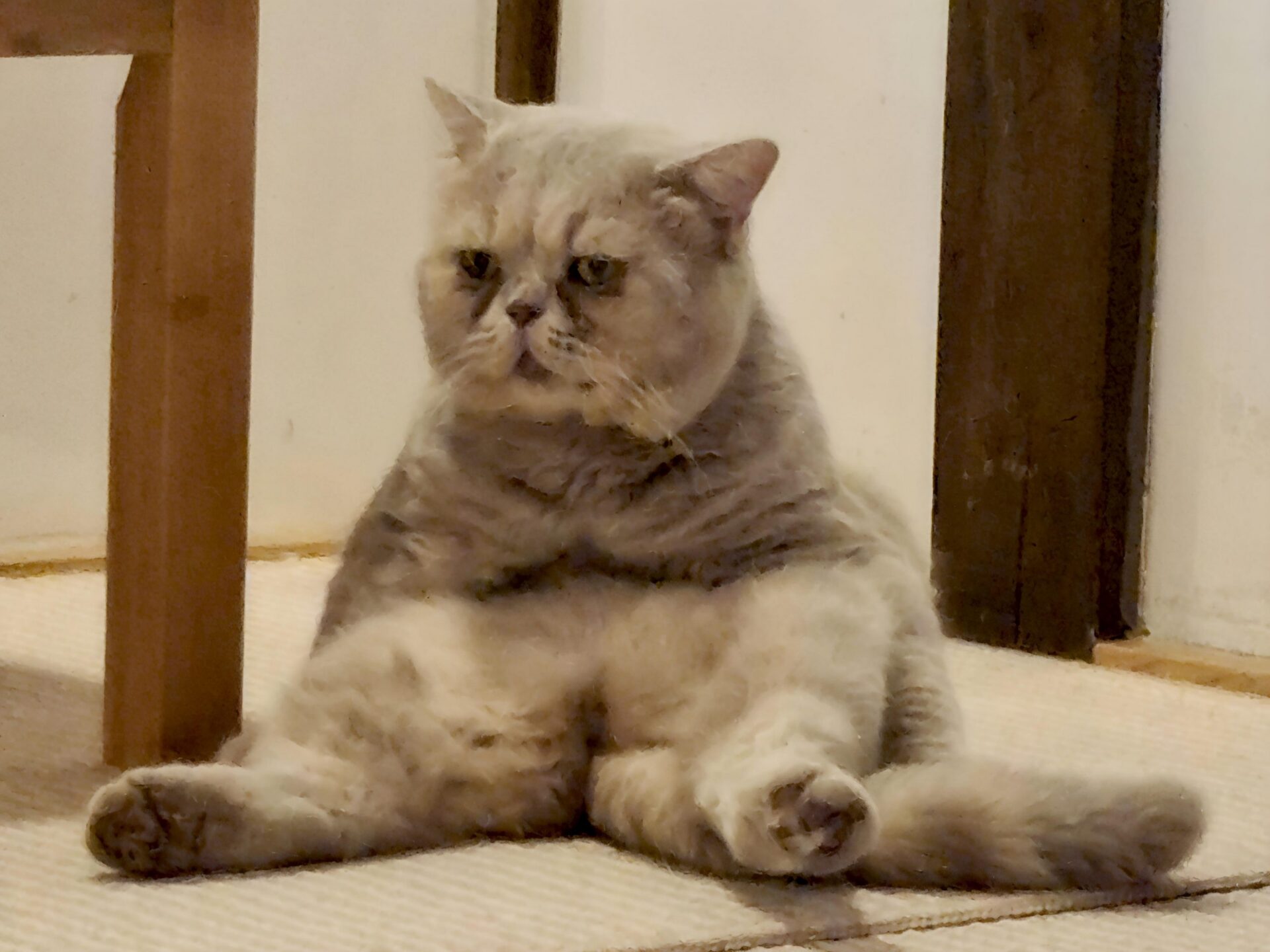 貓咪療癒助身障婦女重拾幸福 婦女節送溫馨 貓咪療癒助身障婦女重拾幸福 婦女節送溫馨